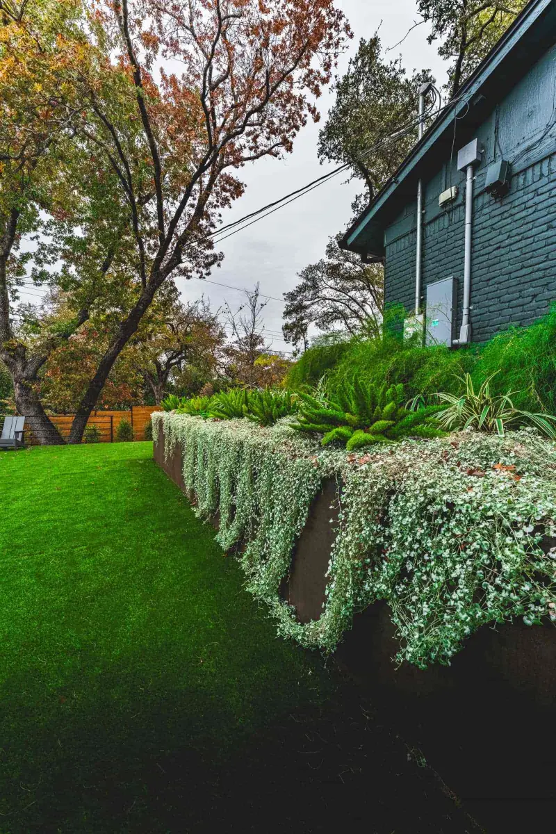 Raised steel planter spilling silver dichondra beside a lawn